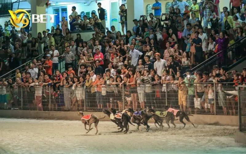 Cược Đua Chó Ảo V9BET
