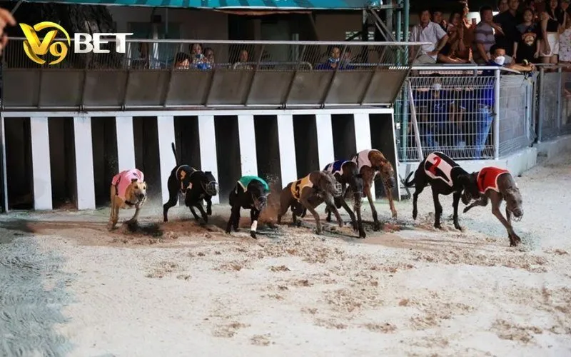Cược Đua Chó Ảo V9BET