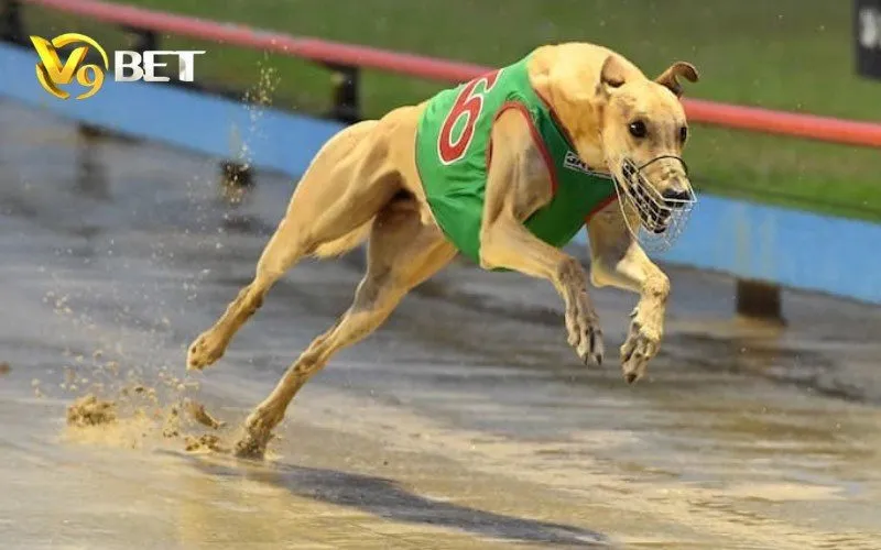 Cược Đua Chó Ảo V9BET